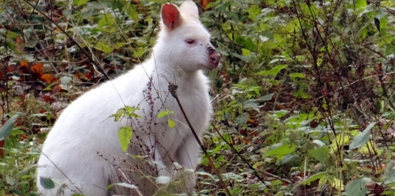 Ein weißes Känguru durchstreift einen Wald