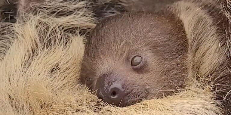 Endlich für Besucher zu sehen: das noch namenlose Faultier-Baby im Dortmunder Zoo.