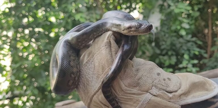 Dem Dortmunder Zoo ist die Nachzucht von neun Anakonda-Schlangen gelungen.