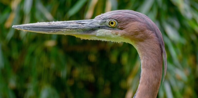 Die Goliathreiher haben im Dortmunder Zoo erstmals Nachwuchs bekommen.