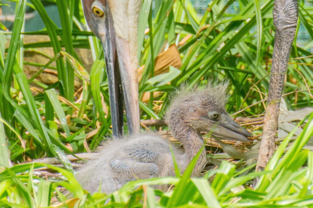 Der nun heranwachsende Jungvogel ist der erste Goliathreiher, der im Zoo Dortmund geschlüpft ist