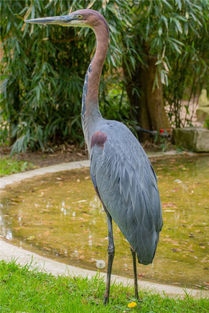So sehen die ausgewachsenen Goliathreiher im Dortmunder Zoo aus.