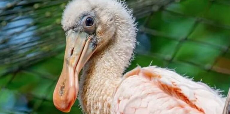 Die Federn der Rosalöffler-Jungtiere färben sich allmählich rosa.