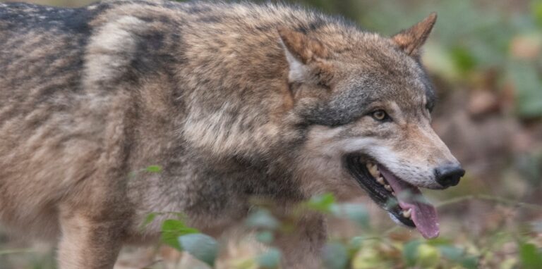 Ein Wolf läuft durch ein Freigehege im Wildpark Alte Fasanerie.