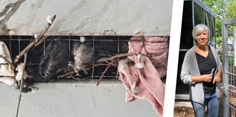 Zwischen diesen Stahlstreben unter dem Parkdeck von Kaufhof sind zwei Tauben verendet. Sie kamen nicht mehr durch das Gitter. Wer dort alte Lappen hineingequetscht hat, dachte nicht an die Vögel, kritisiert Tierschützerin Karin Muc.