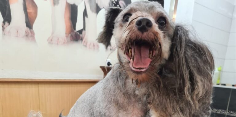Eine Hunde-Frisörin meldete der Arche 90 zwei verwahrloste Hunde.