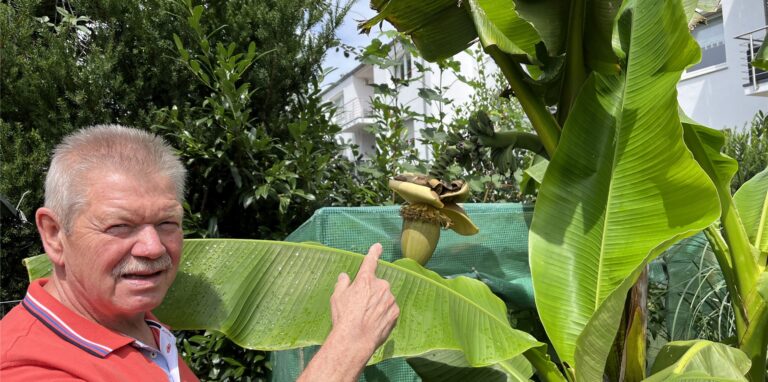 Gerhard Bretscher deutet auf die unseren Breitengraden ungewöhnliche Pflanze, die sich aber in seinem Garten in Scherlebeck pudelwohl fühlt.