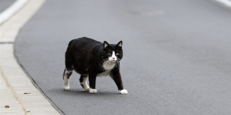 Eine schwarz-weiße Katze läuft über die Straße.