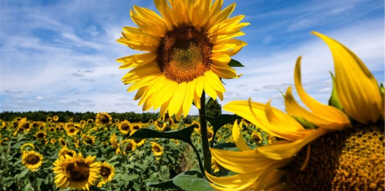 Ein Feld voller Sonnenblumen.