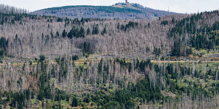 Niedersachsens höchster Berg, der Wurmberg bei Braunlage, ist mit dem Wurmberg-Turm hinter zahlreichen abgestorbenen Fichten zu sehen.