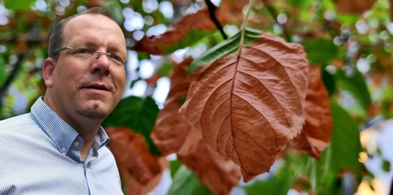 Dr. Patrick Knopf, Direktor des Botanischen Gartens im Rombergpark erklärt, was es mit dem vielen braunen Laub auf sich hat – so wie hier, bei einem Baum im Innenhof des Lensing Carrées.