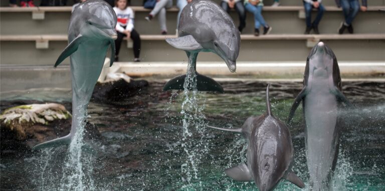 Delfine bei der Show im Delfinarium des Duisburger Zoos
