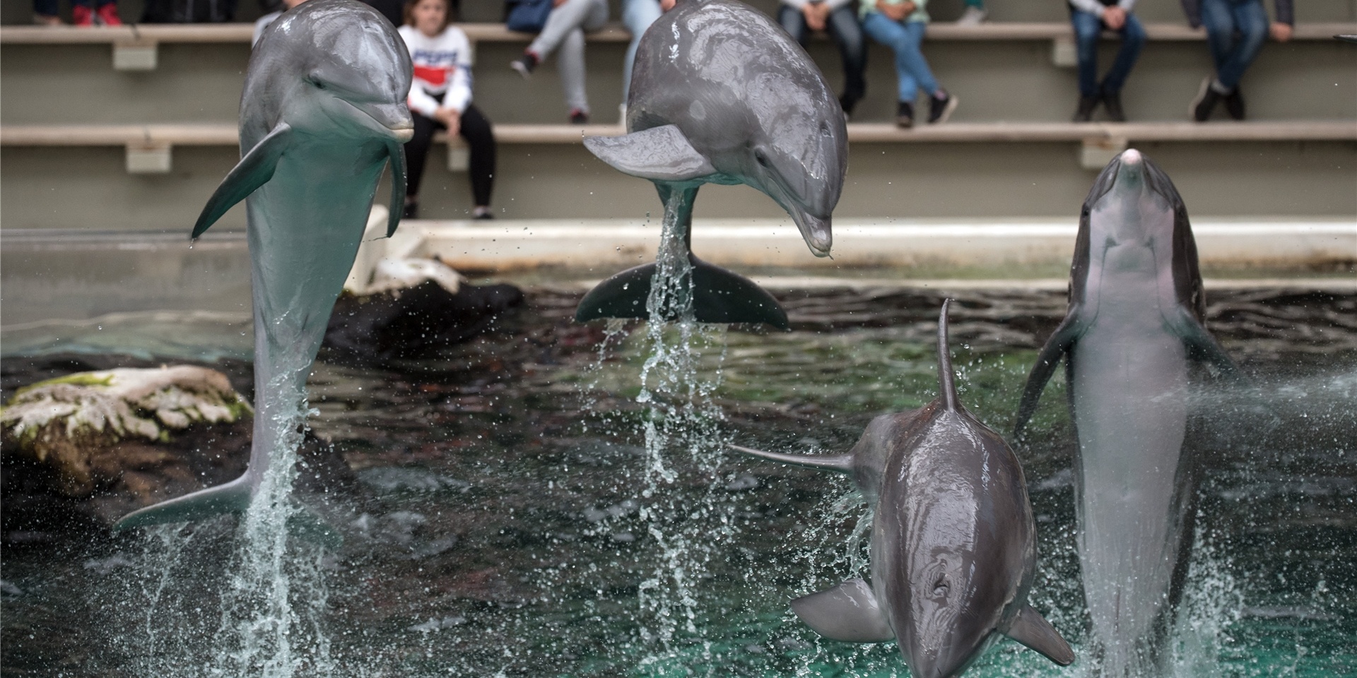 Delfine bei der Show im Delfinarium des Duisburger Zoos