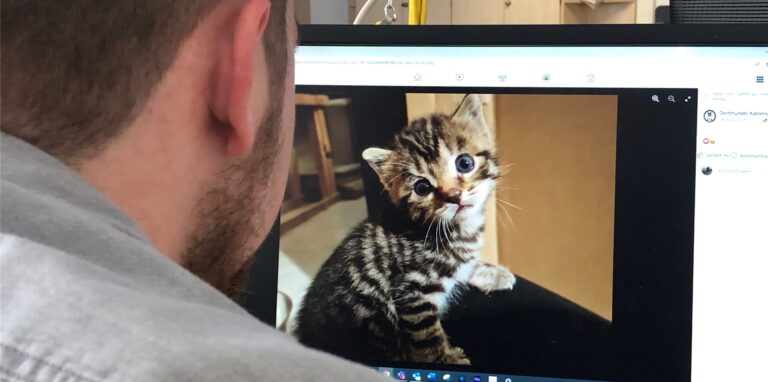 Eine der zehn Katzen, die qualvoll gestorben sind, viele von ihnen waren erst wenige Wochen alt.