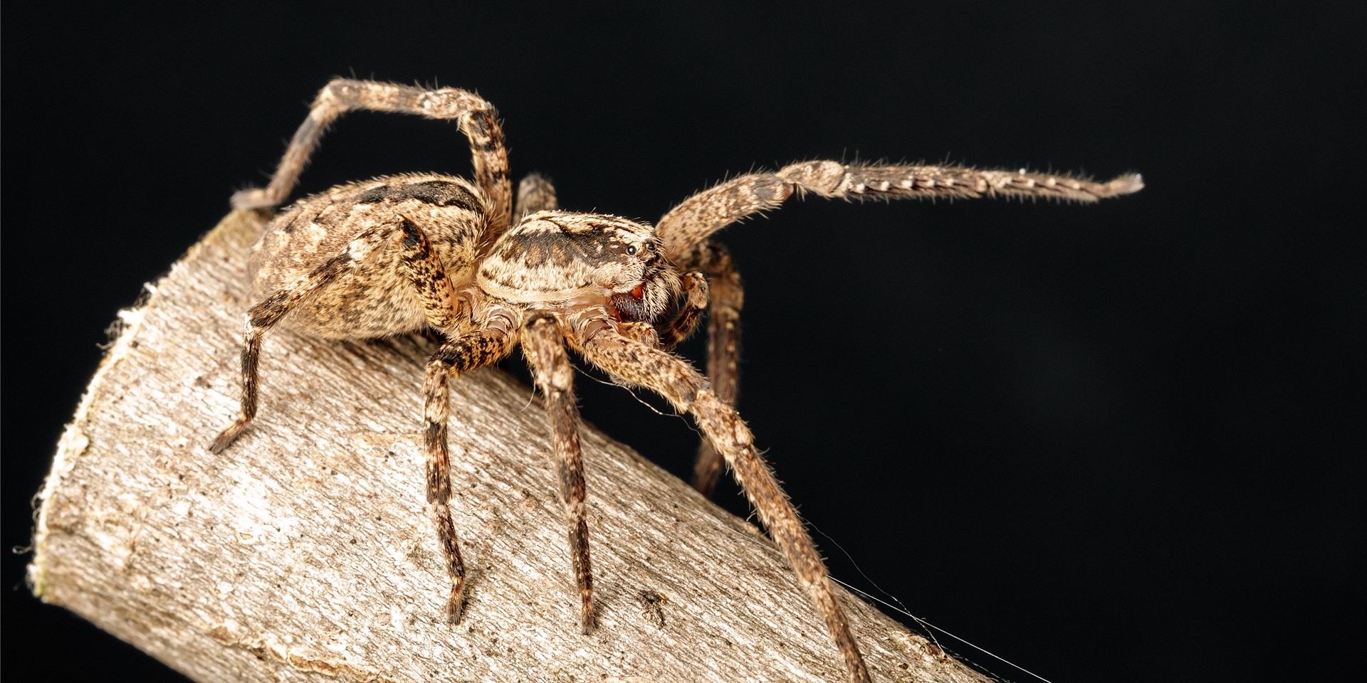 Eine Nosferatu-Spinne, auch Zoropsis spinimana, sitzt auf einem Stock.