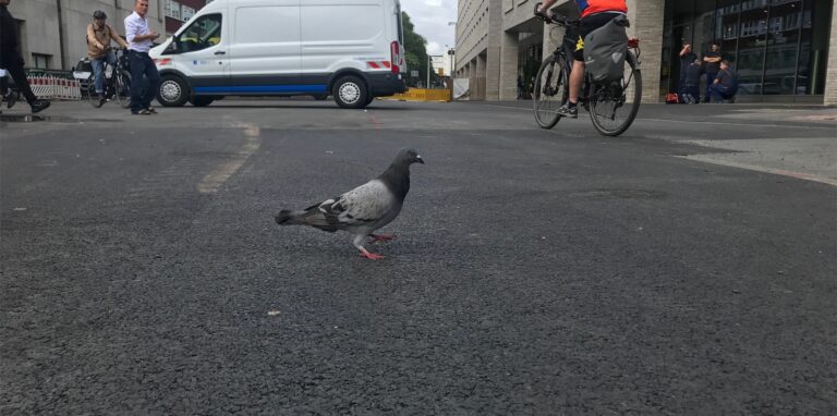 Platz für Fußgänger, Rad- und Autofahrer, sogar für Tiere – an dieser Stelle der Kampstraße sind die Absperrungen weg.