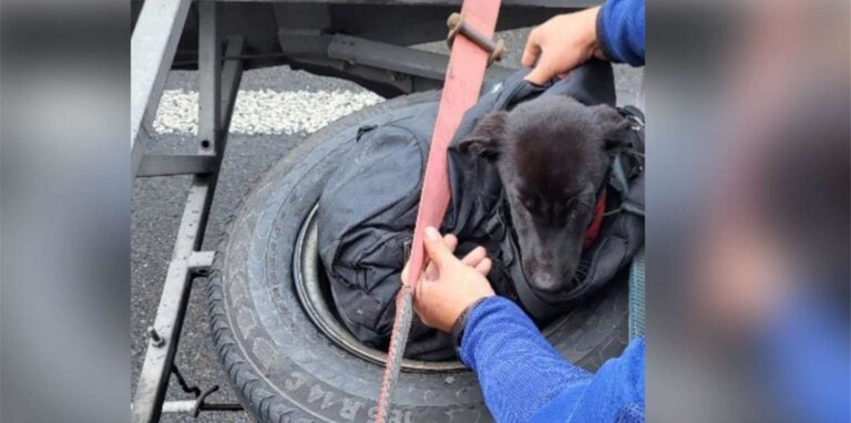 Ein Hundewelpe wurde in einem Anhänger auf der A3 in einem Ersatzreifen eingeklemmt von der Polizei gefunden.