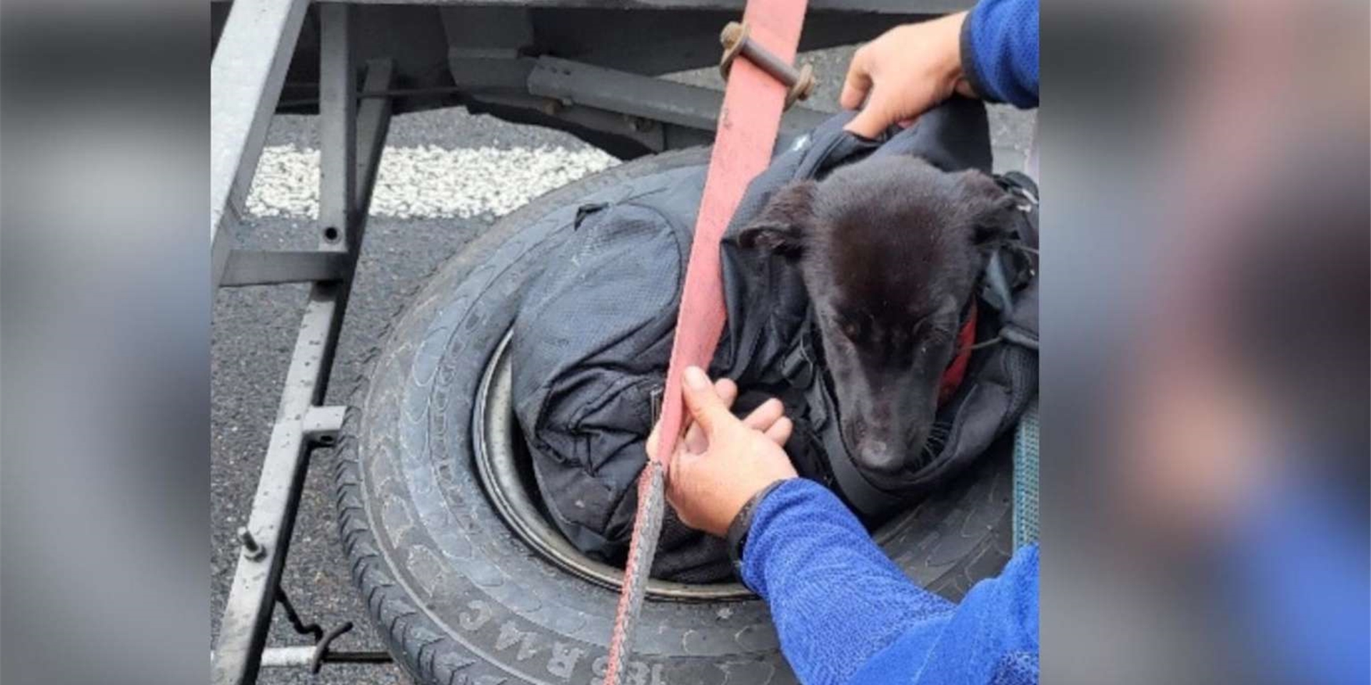 Ein Hundewelpe wurde in einem Anhänger auf der A3 in einem Ersatzreifen eingeklemmt von der Polizei gefunden.