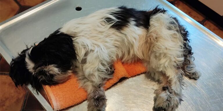 Diese Shih Tzu Hündin wurde nach jahrelanger Vernachlässigung und Qual im Castrop-Rauxeler Tierheim ausgesetzt. Ein Tierarzt musste sie einschläfern.