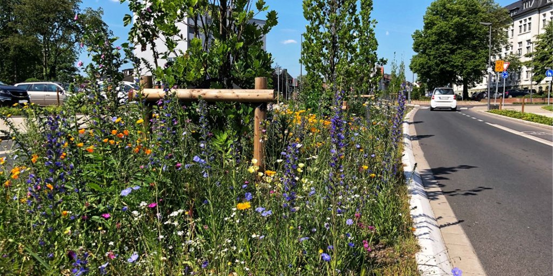 Blumen blühen auf einem Mittelstreifen einer Straße in Recklinghausen.