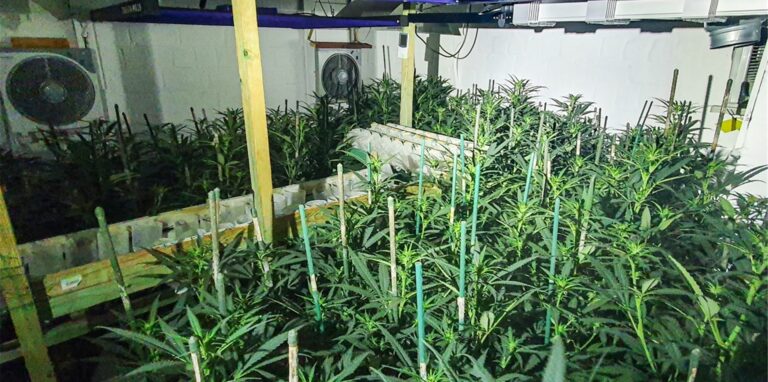 Diese Marihuana-Plantage mit rund 200 Pflanzen entdeckten Polizeibeamte im Keller eines Hauses in Herten-Mitte.
