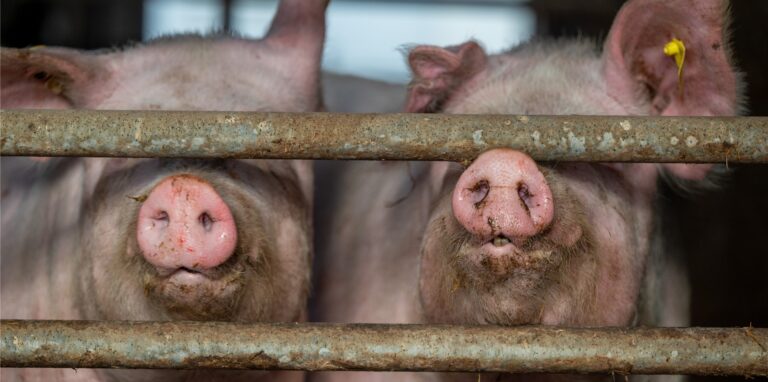 Mastschweine schauen durch ein Gitter.