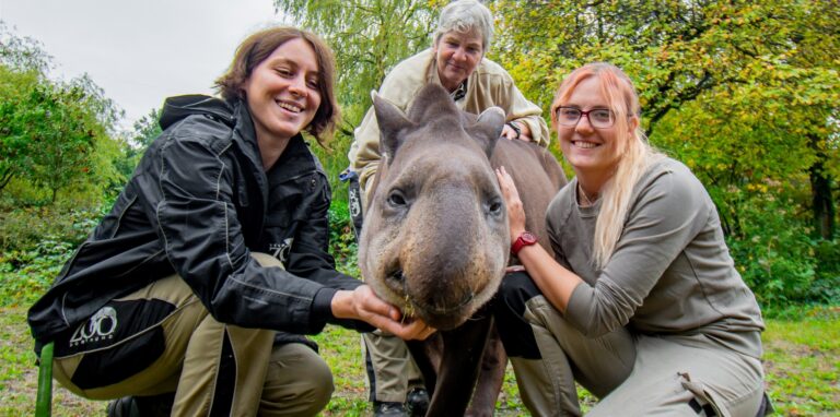 Tapir-Opa Kuni mit seinen Tierpflegerinnen Sabine Faller, Ilona Mayer und Elena Bald (von links nach rechts).