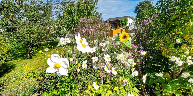 Blumen in der Kleingartenanlage Gartenstadt Waltrop, im Hintergrund eine Laube.