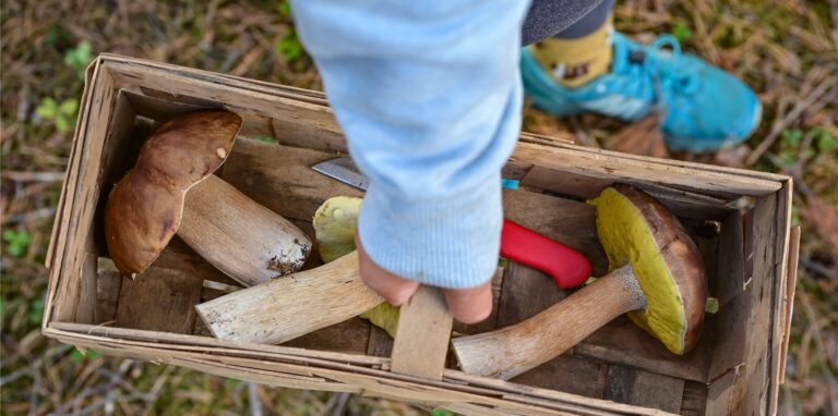 In einem Korb liegen gesammelte Steinpilze in einem Wald.