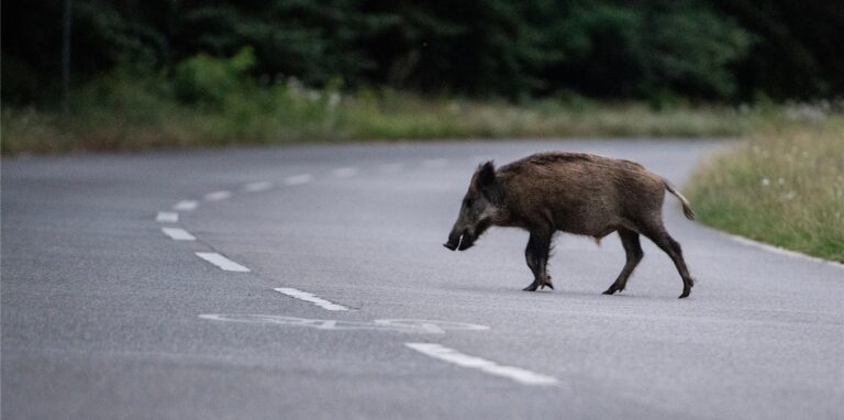 Ein Wildschwein läuft am frühen Abend über eine Straße.