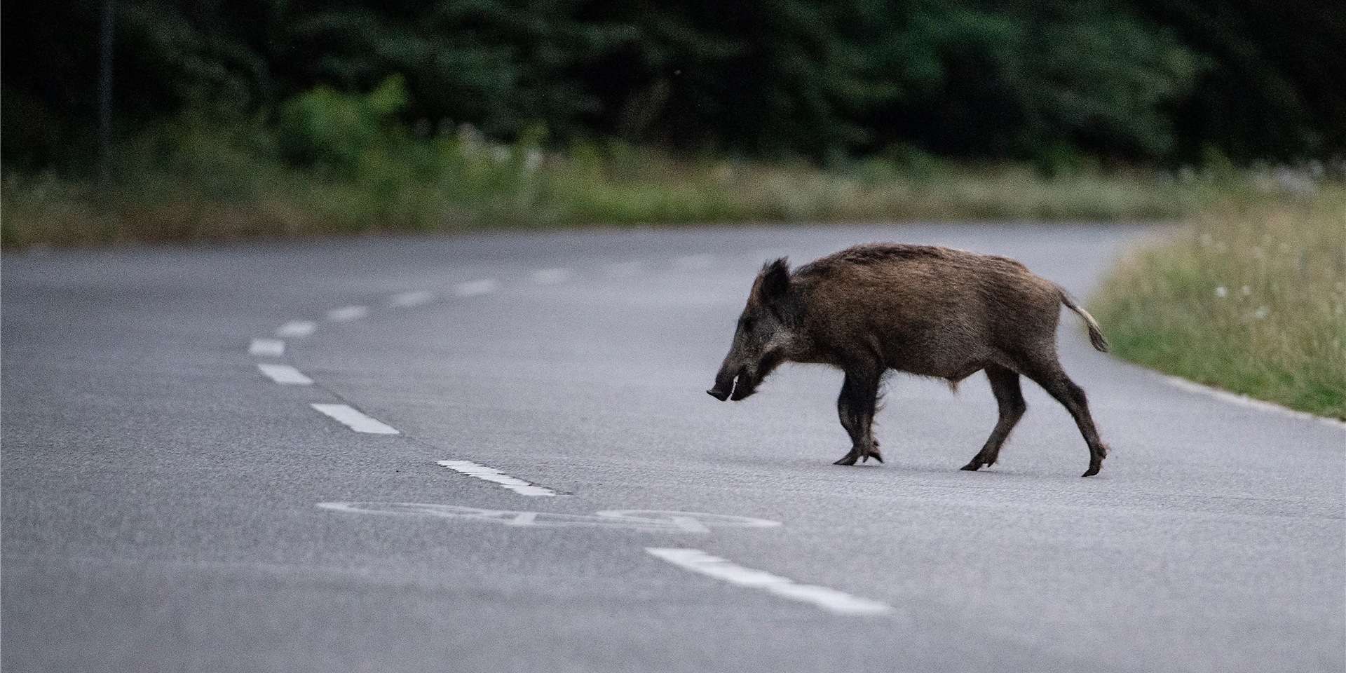 Ein Wildschwein läuft am frühen Abend über eine Straße.