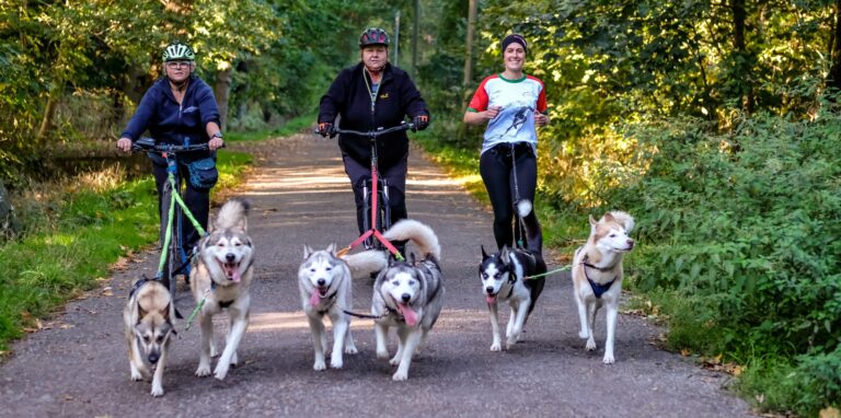 Drei Frauen und sechs Hunde im Wald