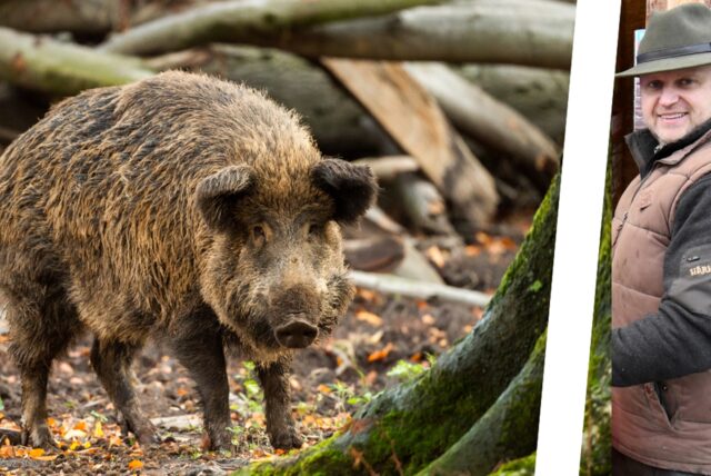 Mehrere hundert Wildschweine leben in Marls Wäldern. Hegering-Vorsitzender Holger Scheer erklärt, wie sie sich verhalten.