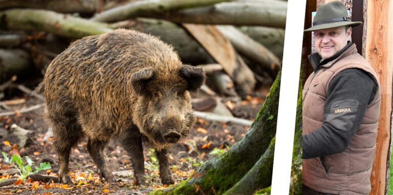 Mehrere hundert Wildschweine leben in Marls Wäldern. Hegering-Vorsitzender Holger Scheer erklärt, wie sie sich verhalten.
