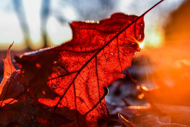 Der Sonnenaufgang leuchtet am frühen Morgen hinter Herbstlaub, das auf einem Waldboden liegt.