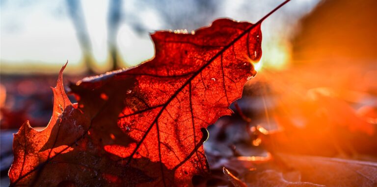 Der Sonnenaufgang leuchtet am frühen Morgen hinter Herbstlaub, das auf einem Waldboden liegt.