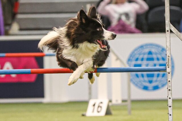 Die schnellsten Hunde rasten bei der Messe „dogs & fun“ über den Agility-Parcours.