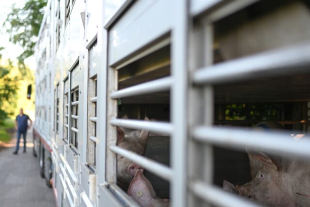 Schweine warten in einen Anhänger auf den Transport zum Schlachthof.
