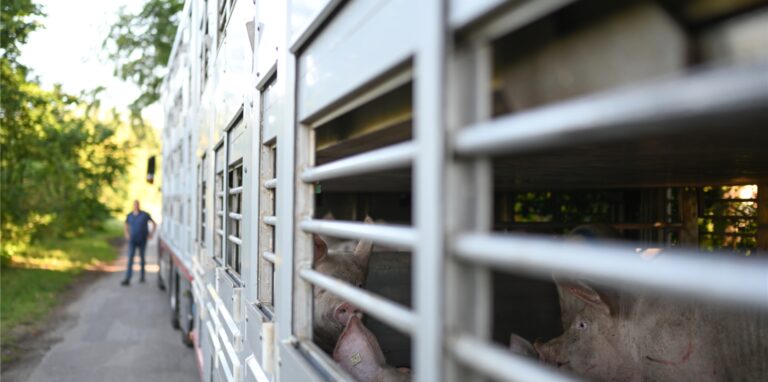 Schweine warten in einen Anhänger auf den Transport zum Schlachthof.