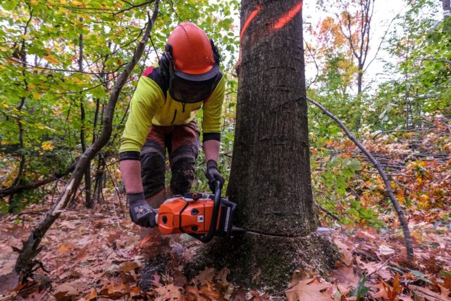 Gelegentlich greift Forstwirt Benedikt Nehm mit der Kettensäge ein. Die meisten Bäume schafft der Bagger in der Haard aber ohne fremde Hilfe.