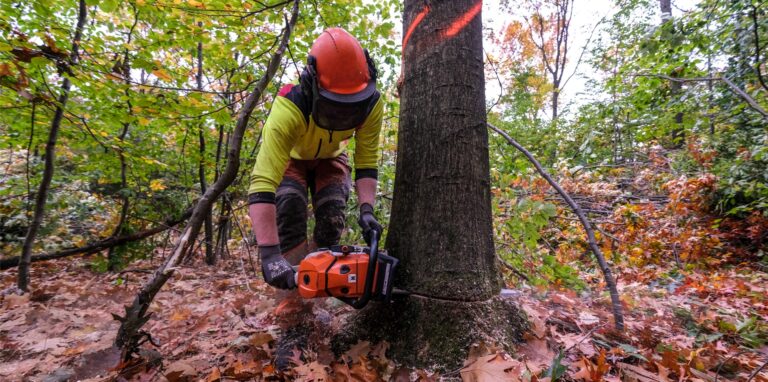 Gelegentlich greift Forstwirt Benedikt Nehm mit der Kettensäge ein. Die meisten Bäume schafft der Bagger in der Haard aber ohne fremde Hilfe.