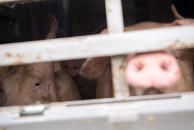 Schweine schauen aus dem Gitter eines Transportlasters.