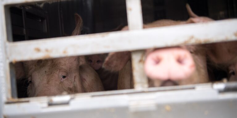Schweine schauen aus dem Gitter eines Transportlasters.