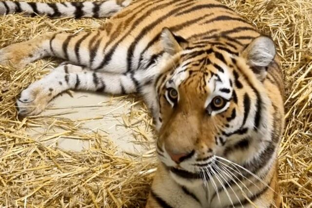 Die noch namenlose Tigerdame aus Lissabon ist jetzt in der Zoom Erlebniswelt in Gelsenkirchen eingetroffen.
