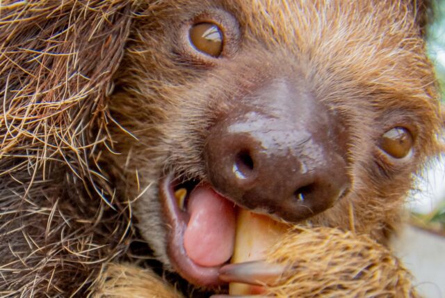 Faultier-Jungtier Fips futtert ein Stück Apfel. Der Aktionstag am 23. Oktober soll auch auf die Gefährdung der Säugetiere hinweisen.