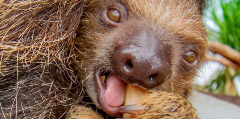 Faultier-Jungtier Fips futtert ein Stück Apfel. Der Aktionstag am 23. Oktober soll auch auf die Gefährdung der Säugetiere hinweisen.