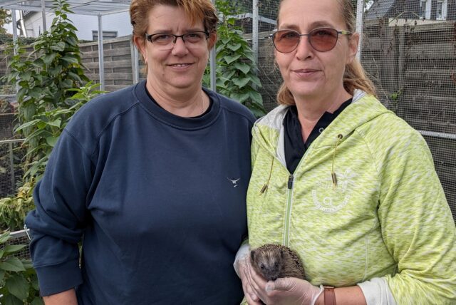 Karina Timmer (l.) und Simone Paul-Urff (r.) von der Dorstener Igelhilfe werden momentan oft von Igel-Findern und -Finderinnen kontaktiert.