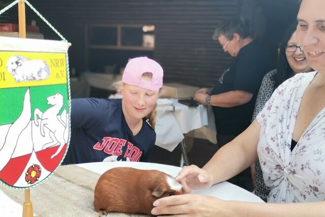 Am 26. und 27. November können Dorstener sich Meerschweinchen bei einer Ausstellung in Wulfen anschauen.