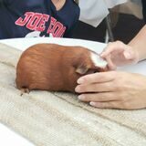 Am 26. und 27. November können Dorstener sich Meerschweinchen bei einer Ausstellung in Wulfen anschauen.
