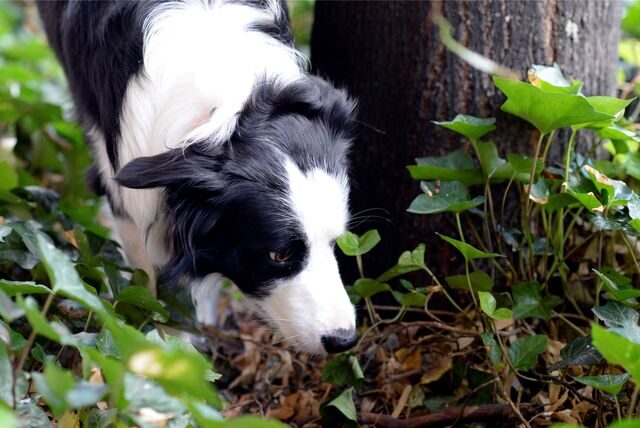 Ein Border Collie schnüffelt sich bei einem Spaziergang durch sein Revier.